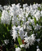 Scilla Tubergeniana (White Squill) fall planting Bulbs - Caribbean garden seed