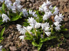 Scilla Tubergeniana (White Squill) fall planting Bulbs - Caribbean garden seed
