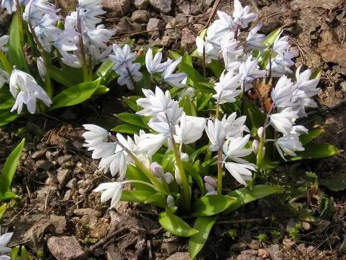 Scilla Tubergeniana (White Squill) fall planting Bulbs - Caribbean garden seed