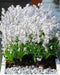 Scilla Tubergeniana (White Squill) fall planting Bulbs - Caribbean garden seed