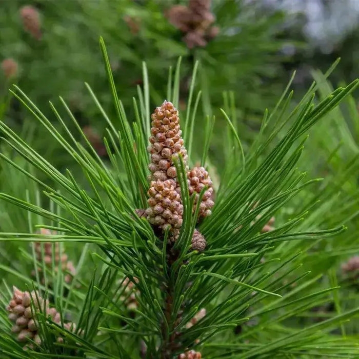 Scots Pine tree, 10 seeds, perennial - Caribbean garden seed
