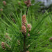 Scots Pine tree, 10 seeds, perennial - Caribbean garden seed
