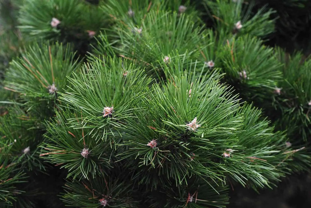 Scots Pine tree, 10 seeds, perennial - Caribbean garden seed