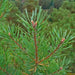 Scots Pine tree, 10 seeds, perennial - Caribbean garden seed