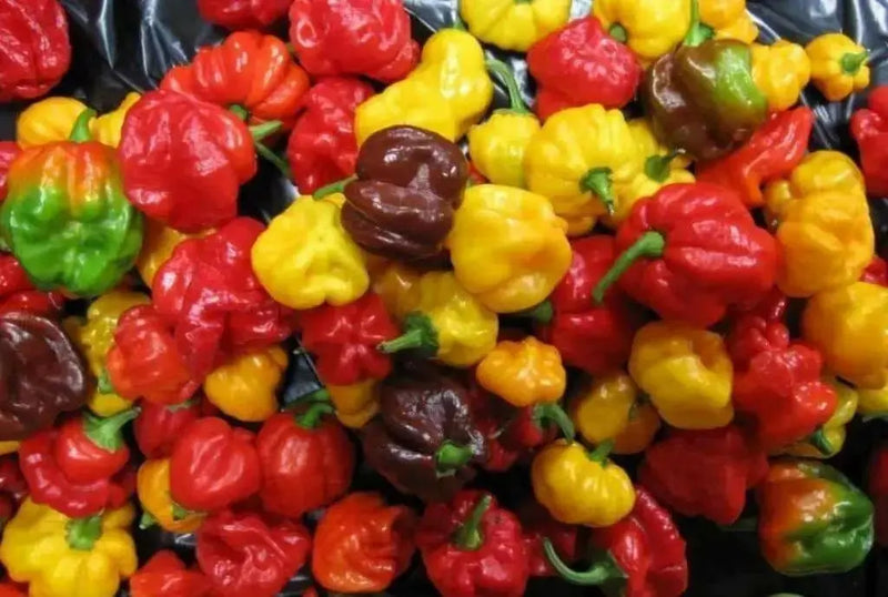 SCOTCH BONNET PEPPER Seeds ,Caribbean Mix, Capsicum chinense - Caribbean garden seed