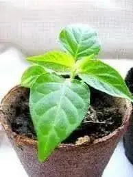 SCOTCH BONNET PEPPER Seeds ,Caribbean Mix, Capsicum chinense - Caribbean garden seed