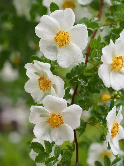Scotch Rose Seeds SEEDS, Perennial Shrub - Caribbean garden seed