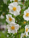 Scotch Rose Seeds SEEDS, Perennial Shrub - Caribbean garden seed