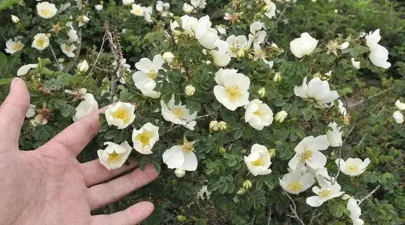Scotch Rose Seeds SEEDS, Perennial Shrub - Caribbean garden seed