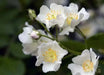 Scotch Rose Seeds SEEDS, Perennial Shrub - Caribbean garden seed