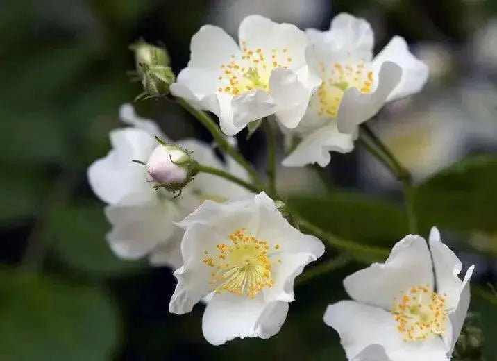 Scotch Rose Seeds SEEDS, Perennial Shrub - Caribbean garden seed