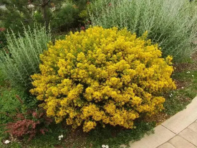 SCOTCH BROOM SEEDS, Perennial Shrub - Caribbean garden seed