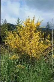SCOTCH BROOM SEEDS, Perennial Shrub - Caribbean garden seed