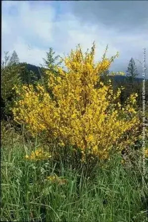 SCOTCH BROOM SEEDS, Perennial Shrub - Caribbean garden seed