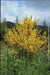SCOTCH BROOM SEEDS, Perennial Shrub - Caribbean garden seed