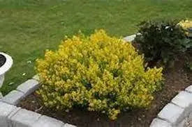 SCOTCH BROOM SEEDS, Perennial Shrub - Caribbean garden seed