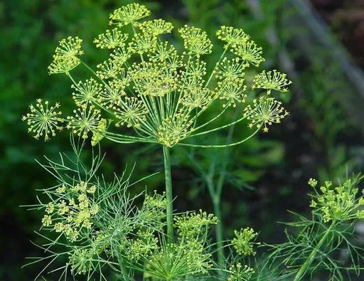 Sea Fennel  SEEDS ( Crithmum maritimum) PERENNIAL HERB - Caribbean garden seed