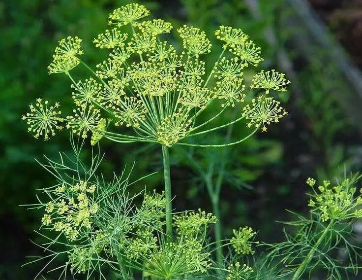 Sea Fennel  SEEDS ( Crithmum maritimum) PERENNIAL HERB - Caribbean garden seed