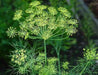 Sea Fennel  SEEDS ( Crithmum maritimum) PERENNIAL HERB - Caribbean garden seed