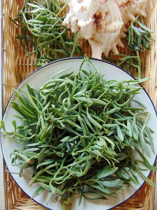 Sea Fennel  SEEDS ( Crithmum maritimum) PERENNIAL HERB - Caribbean garden seed