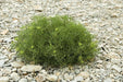 Sea Fennel  SEEDS ( Crithmum maritimum) PERENNIAL HERB - Caribbean garden seed