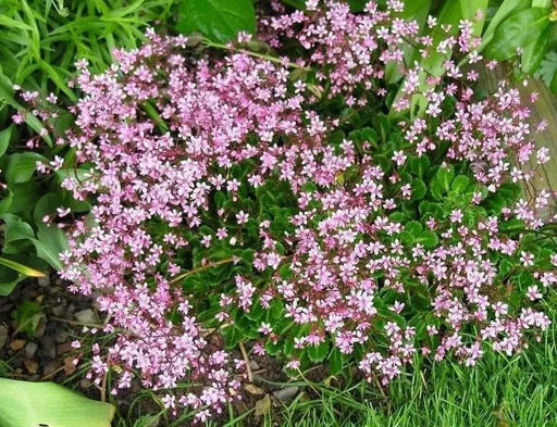 SAXIFRAGA umbrosa 'Elliott's Variety' Seeds, Succulent ,Perennial Groundcover . - Caribbean garden seed