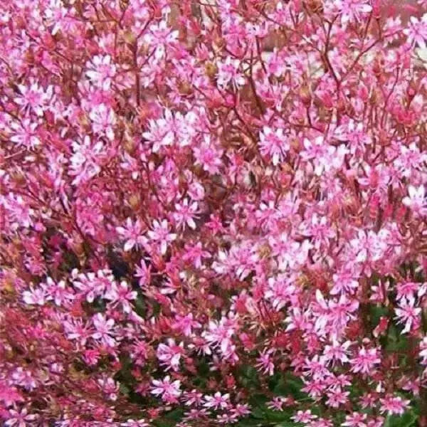 SAXIFRAGA umbrosa 'Elliott's Variety' Seeds, Succulent ,Perennial Groundcover . - Caribbean garden seed