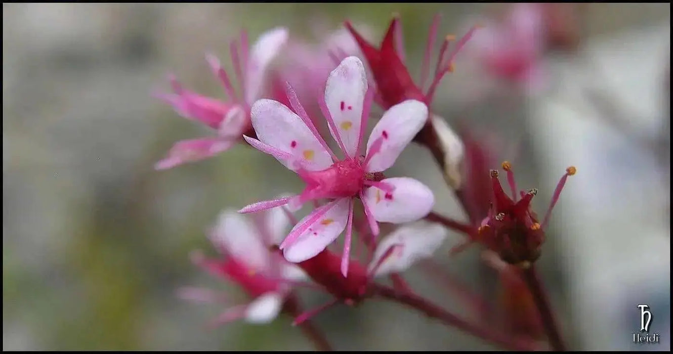SAXIFRAGA umbrosa 'Elliott's Variety' Seeds, Succulent ,Perennial Groundcover . - Caribbean garden seed