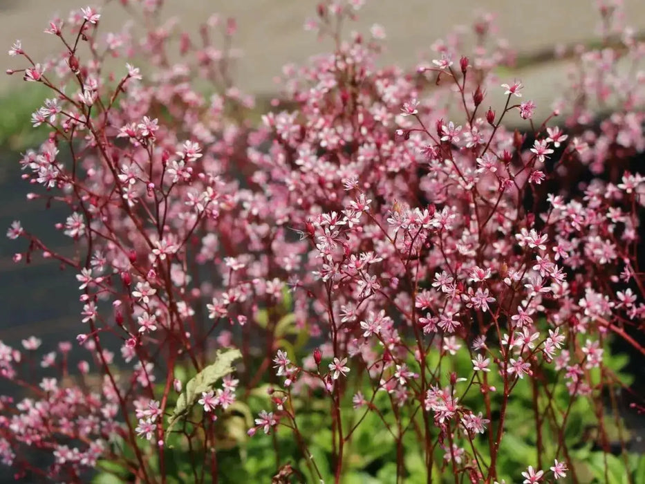 SAXIFRAGA umbrosa 'Elliott's Variety' Seeds, Succulent ,Perennial Groundcover . - Caribbean garden seed