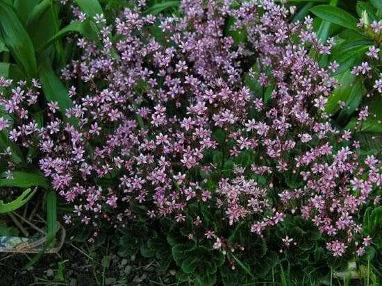 SAXIFRAGA umbrosa 'Elliott's Variety' Seeds, Succulent ,Perennial Groundcover . - Caribbean garden seed