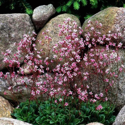 SAXIFRAGA umbrosa 'Elliott's Variety' Seeds, Succulent ,Perennial Groundcover . - Caribbean garden seed
