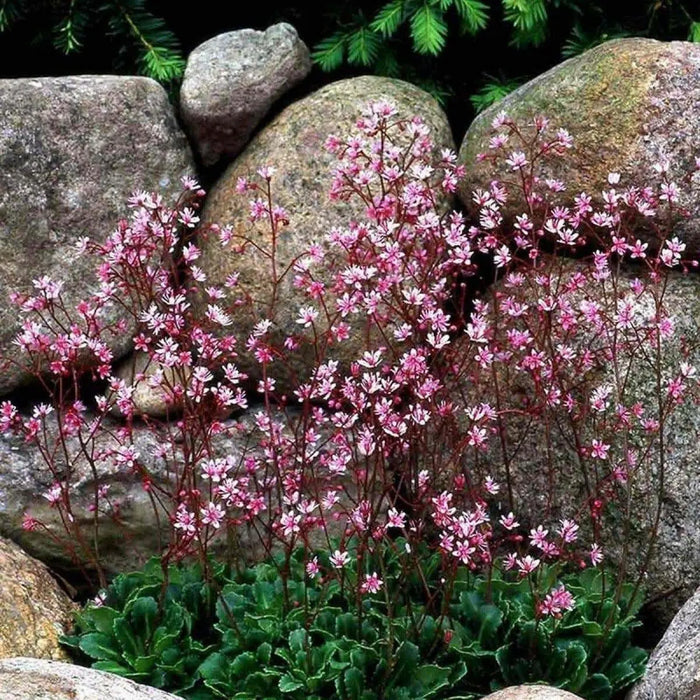 SAXIFRAGA umbrosa 'Elliott's Variety' Seeds, Succulent ,Perennial Groundcover . - Caribbean garden seed