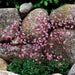 SAXIFRAGA umbrosa 'Elliott's Variety' Seeds, Succulent ,Perennial Groundcover . - Caribbean garden seed
