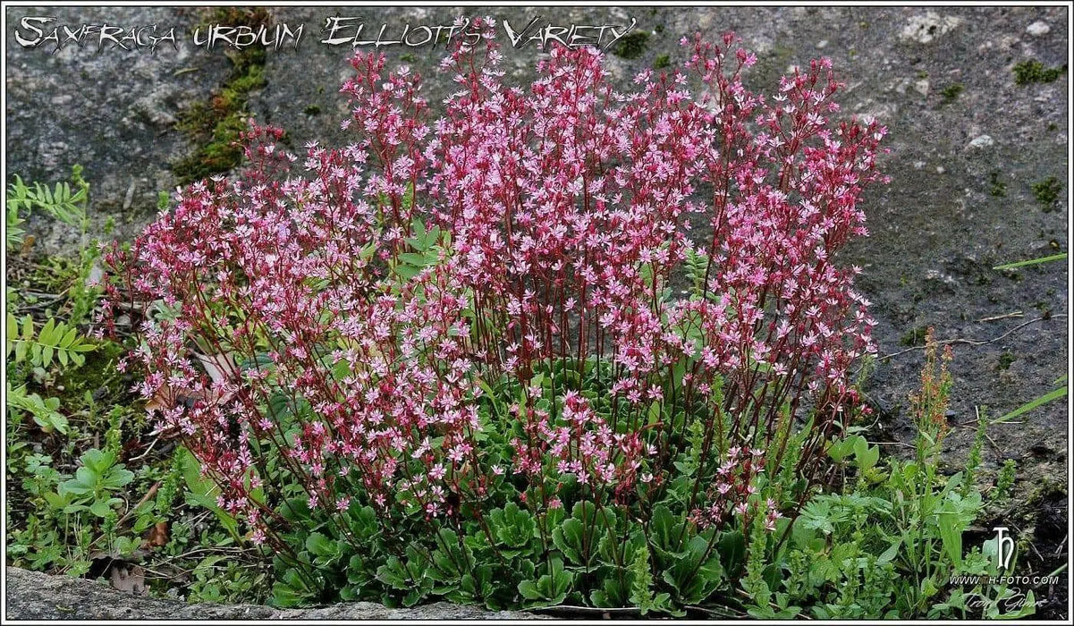 SAXIFRAGA umbrosa 'Elliott's Variety' Seeds, Succulent ,Perennial Groundcover . - Caribbean garden seed