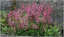 SAXIFRAGA umbrosa 'Elliott's Variety' Seeds, Succulent ,Perennial Groundcover . - Caribbean garden seed