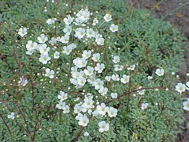 SAXIFRAGA COCHLEARIS Minor Seeds, Succulent ,Groundcover - Caribbean garden seed
