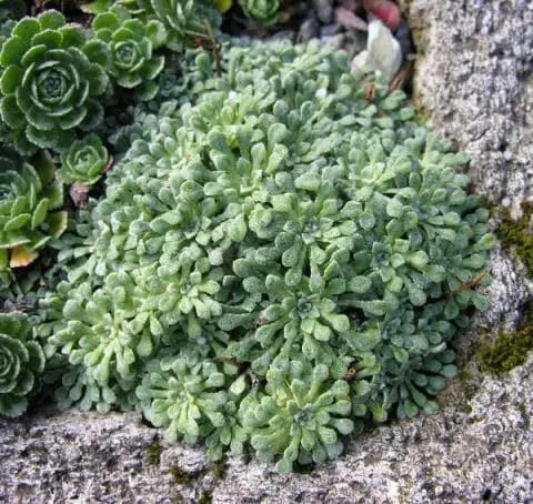 SAXIFRAGA COCHLEARIS Minor Seeds, Succulent ,Groundcover - Caribbean garden seed