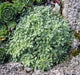 SAXIFRAGA COCHLEARIS Minor Seeds, Succulent ,Groundcover - Caribbean garden seed