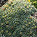 SAXIFRAGA COCHLEARIS Minor Seeds, Succulent ,Groundcover - Caribbean garden seed
