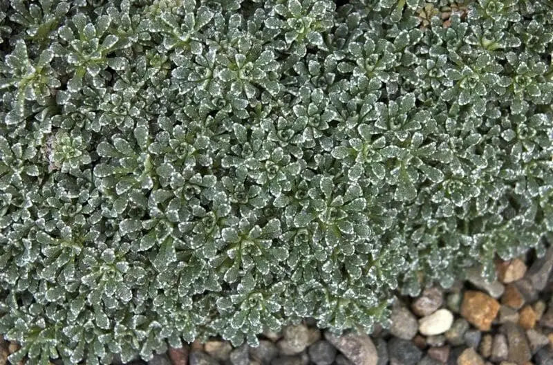 SAXIFRAGA COCHLEARIS Minor Seeds, Succulent ,Groundcover - Caribbean garden seed