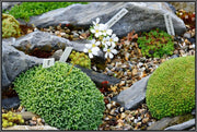 SAXIFRAGA COCHLEARIS Minor Seeds, Succulent ,Groundcover - Caribbean garden seed