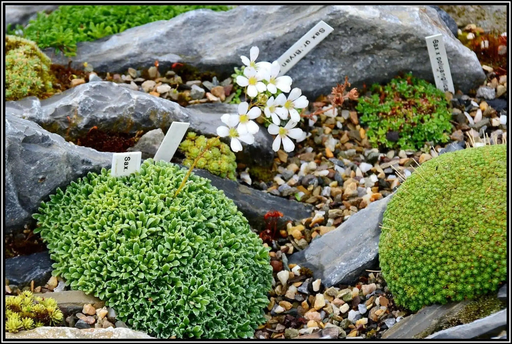 SAXIFRAGA COCHLEARIS Minor Seeds, Succulent ,Groundcover - Caribbean garden seed