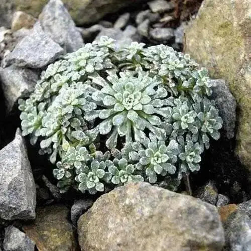 SAXIFRAGA COCHLEARIS Minor Seeds, Succulent ,Groundcover - Caribbean garden seed