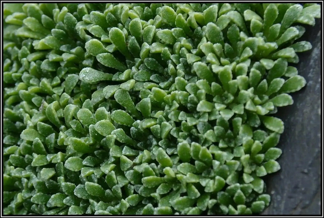 SAXIFRAGA COCHLEARIS Minor Seeds, Succulent ,Groundcover - Caribbean garden seed