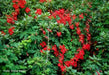 Scottish Flame FlowerS SEED, exotic vine, - Caribbean garden seed