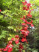 Scottish Flame FlowerS SEED, exotic vine, - Caribbean garden seed