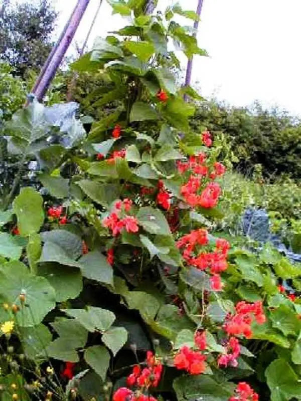 Scarlet Runner Bean, Beautiful Red flowers ,Edible Pods . - Caribbean garden seed