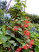 Scarlet Runner Bean, Beautiful Red flowers ,Edible Pods . - Caribbean garden seed