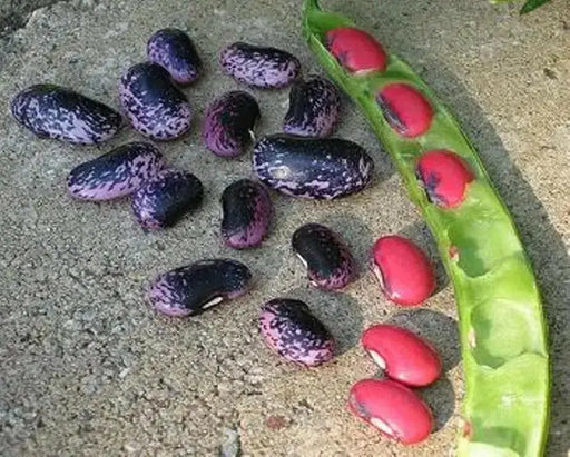 Scarlet Runner Bean, Beautiful Red flowers ,Edible Pods . - Caribbean garden seed