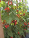 Scarlet Runner Bean, Beautiful Red flowers ,Edible Pods . - Caribbean garden seed